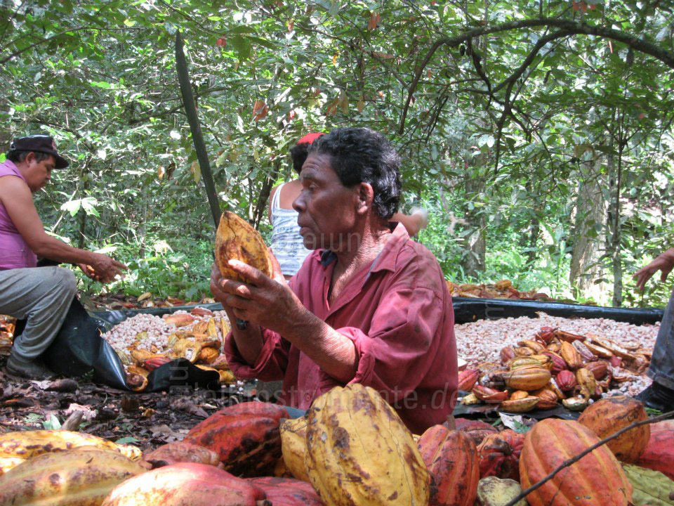 zur Artikelbeschreibung / Preis Willie`s Kakao 100% - PERUVIAN BLACK - CHULUCANAS - 180g Block zum Raspeln